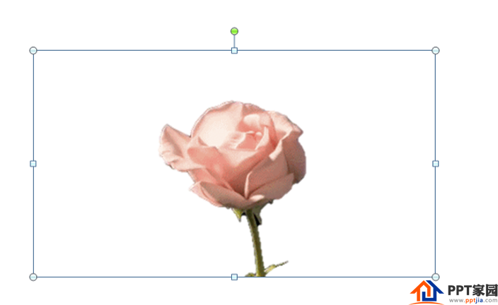 How to make flower animation effect in PPT