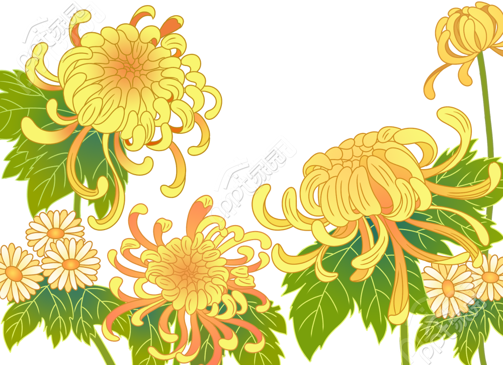 Chrysanthemum material download recommendation