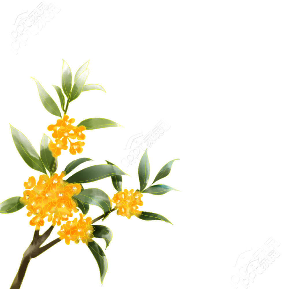 Osmanthus picture download recommended